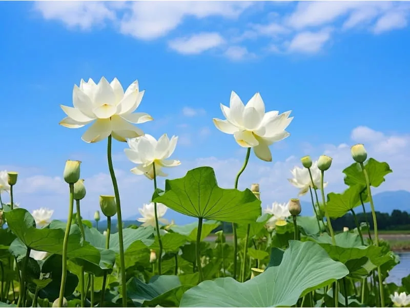 Hoa sen trắng có ý nghĩa gì?