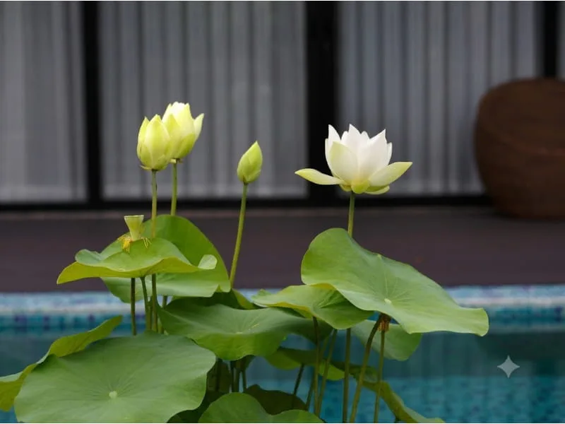 Nuôi dưỡng sự bình tĩnh và lòng biết ơn